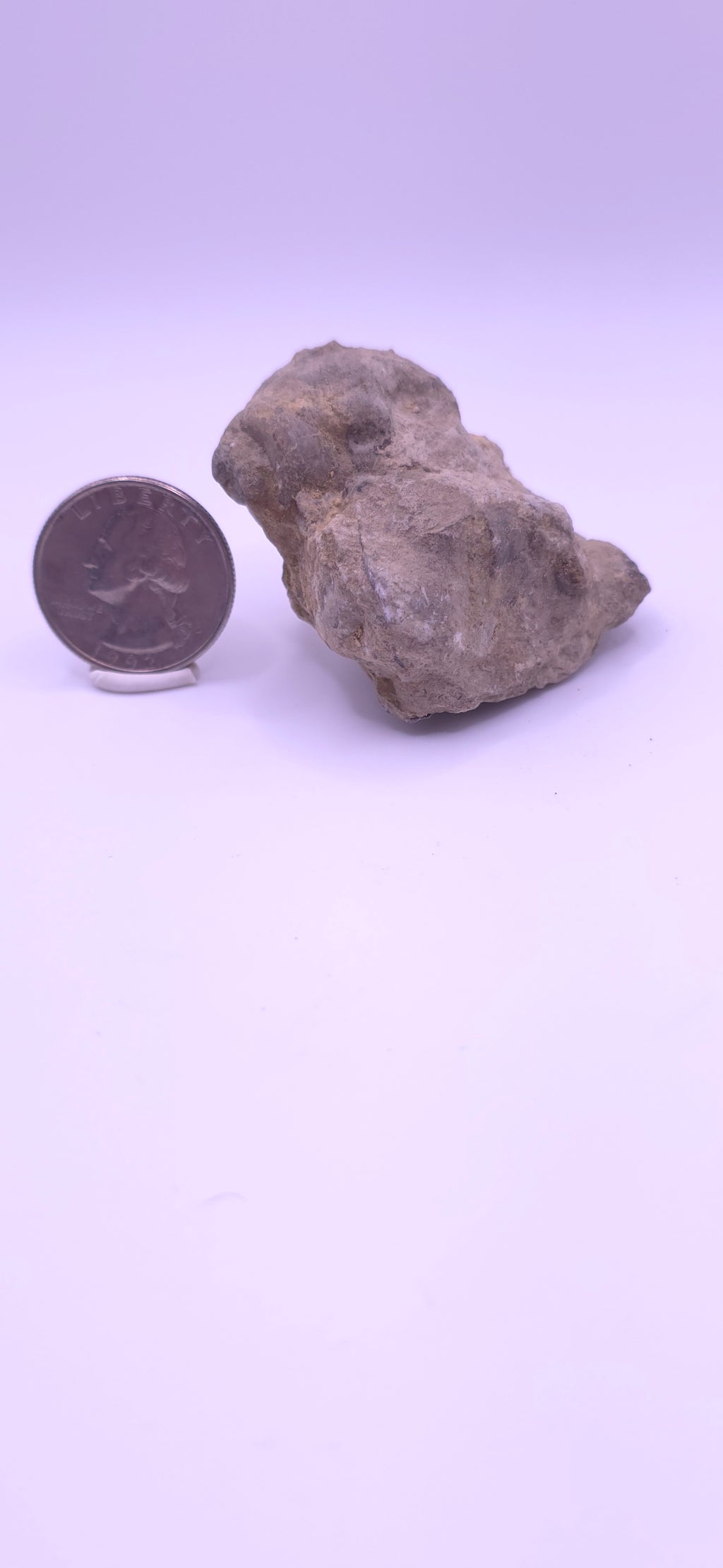 Devonian shell in matrix