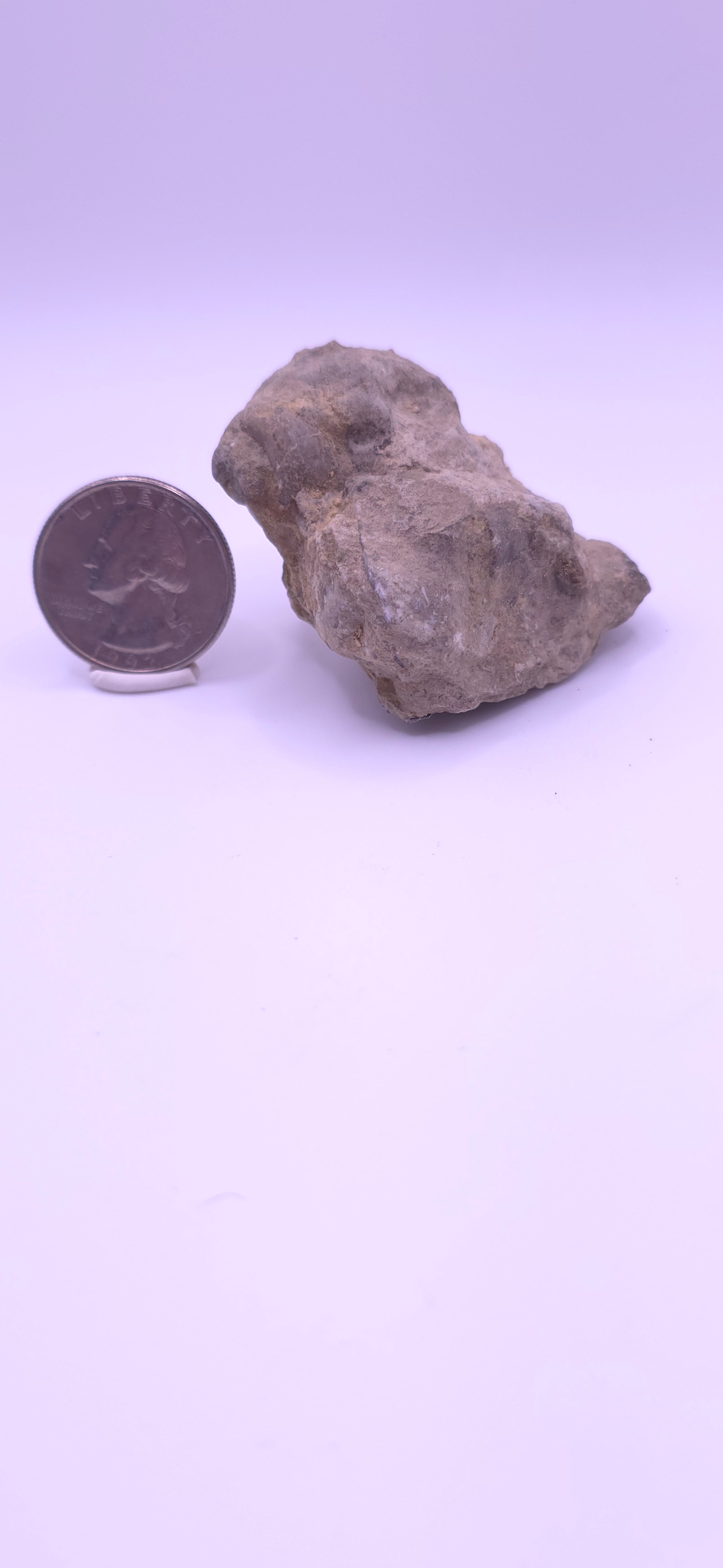 Devonian shell in matrix