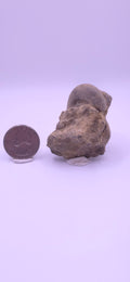 Devonian shell in matrix