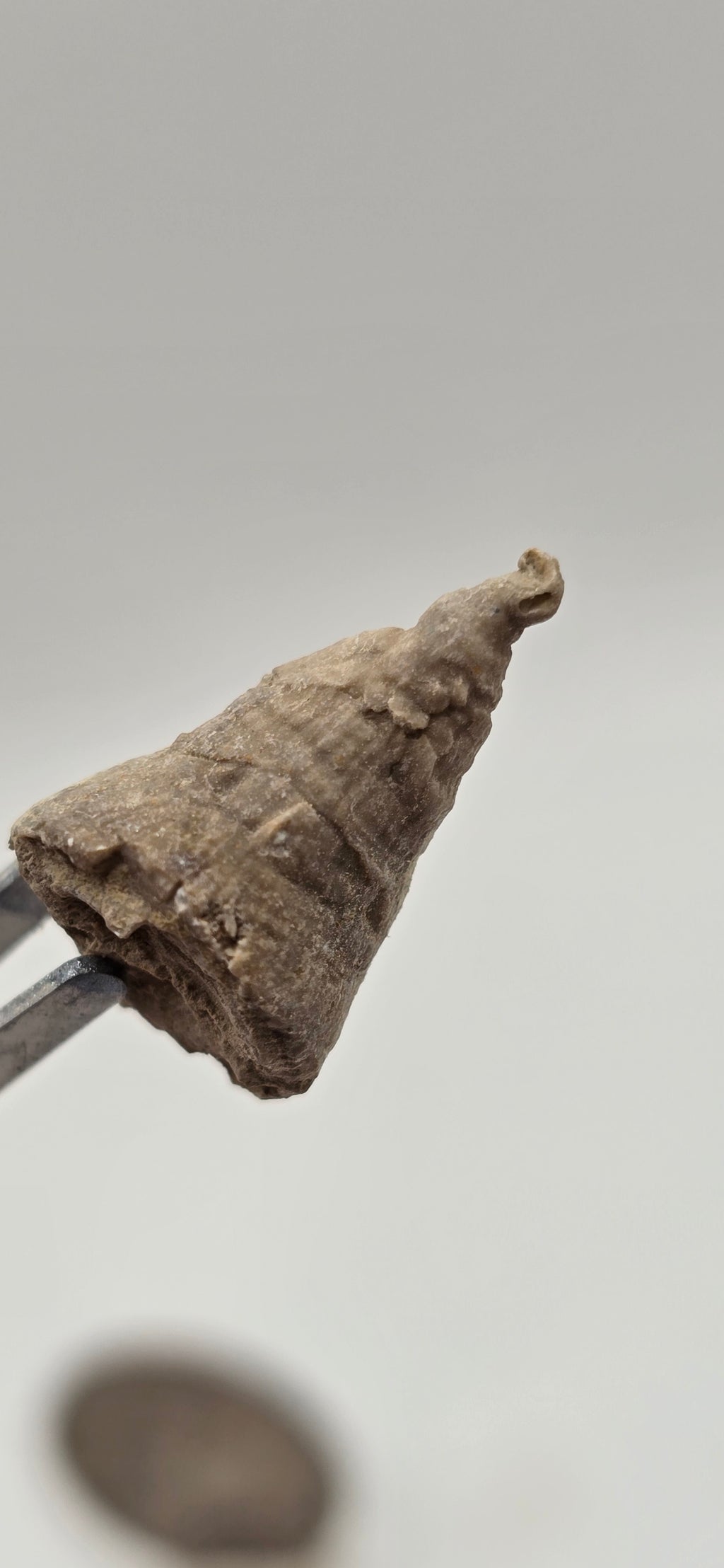 Fossilized horn coral