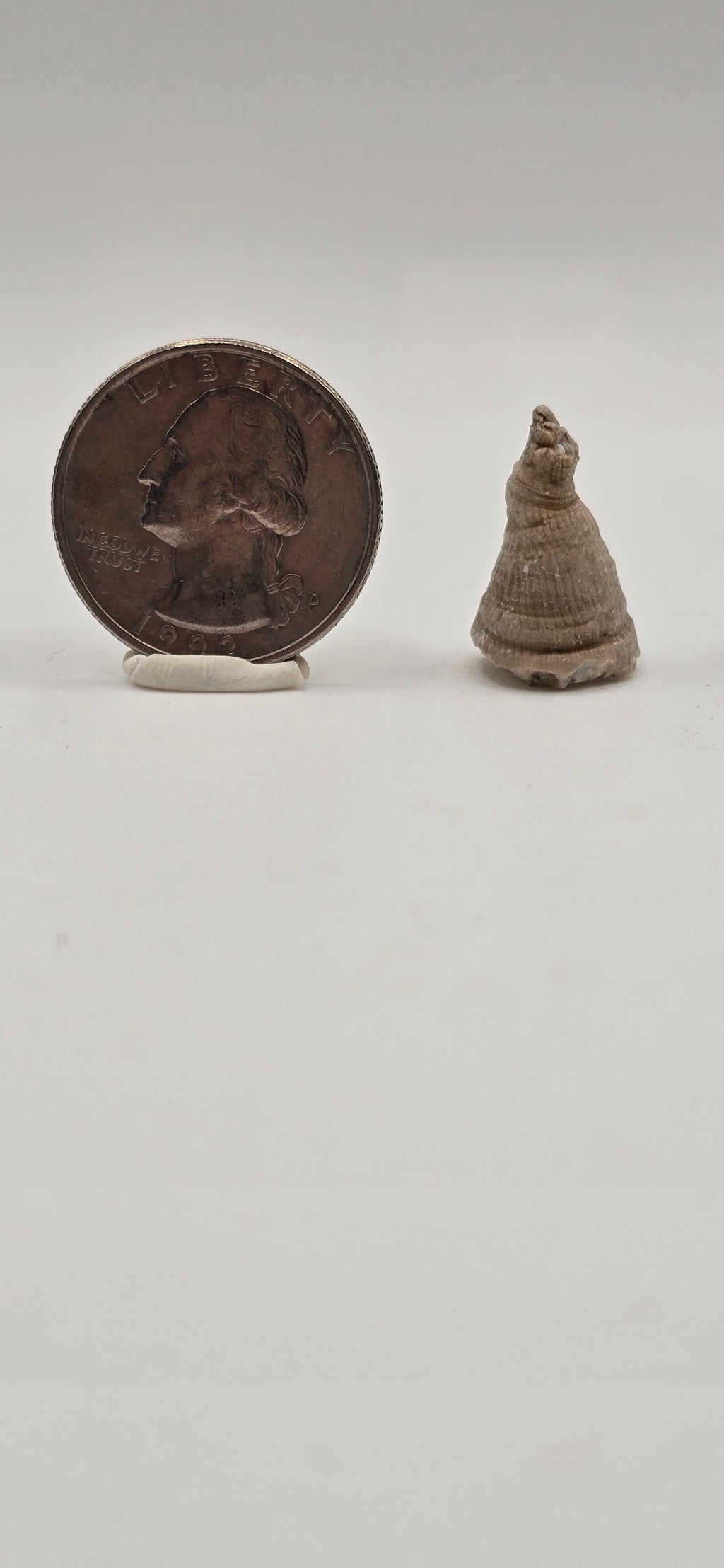 Fossilized horn coral