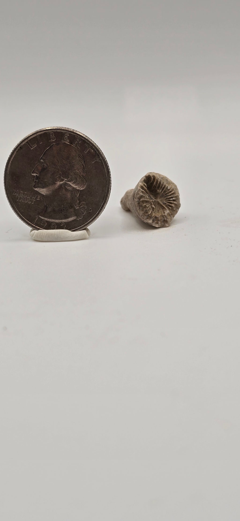Fossilized horn coral