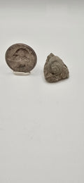 Fossilized devonian gastropod