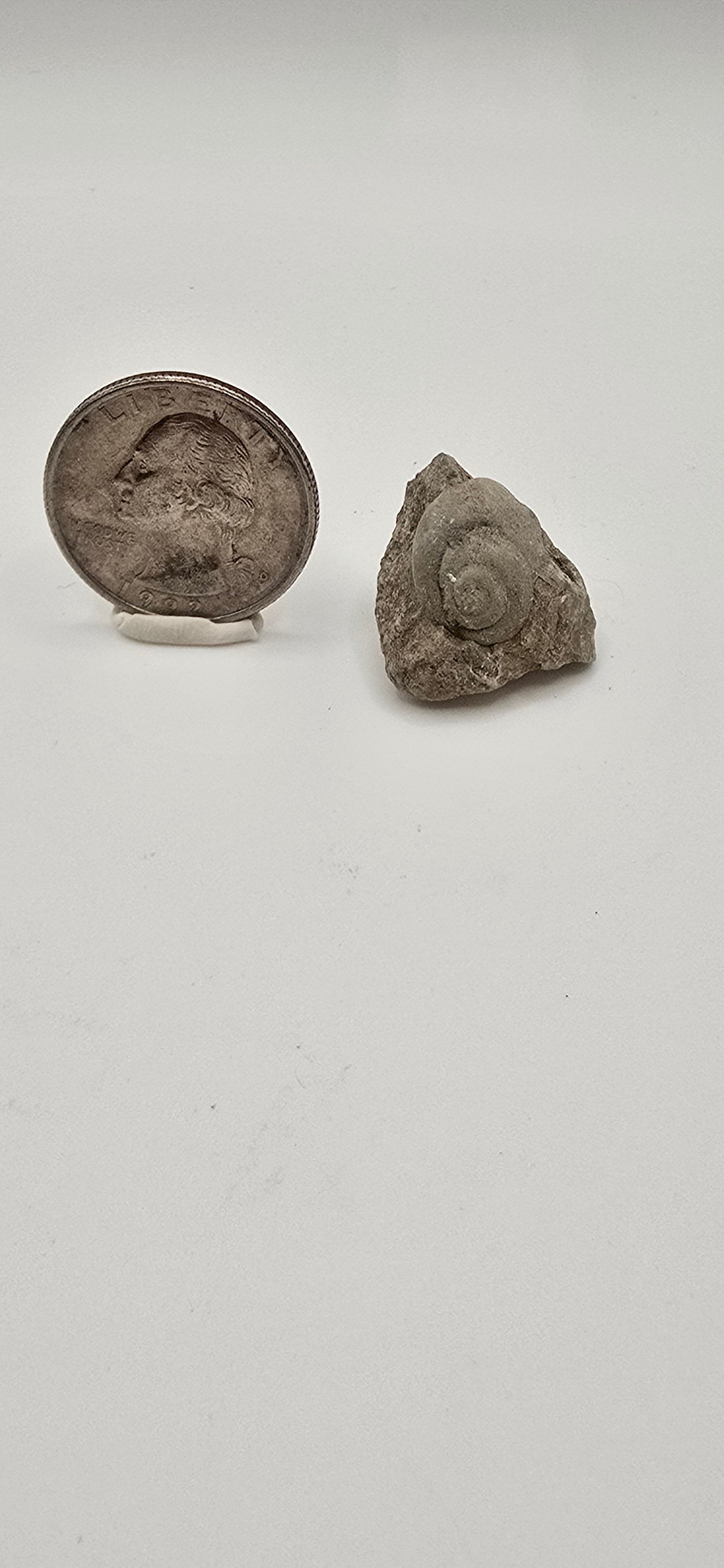 Fossilized devonian gastropod