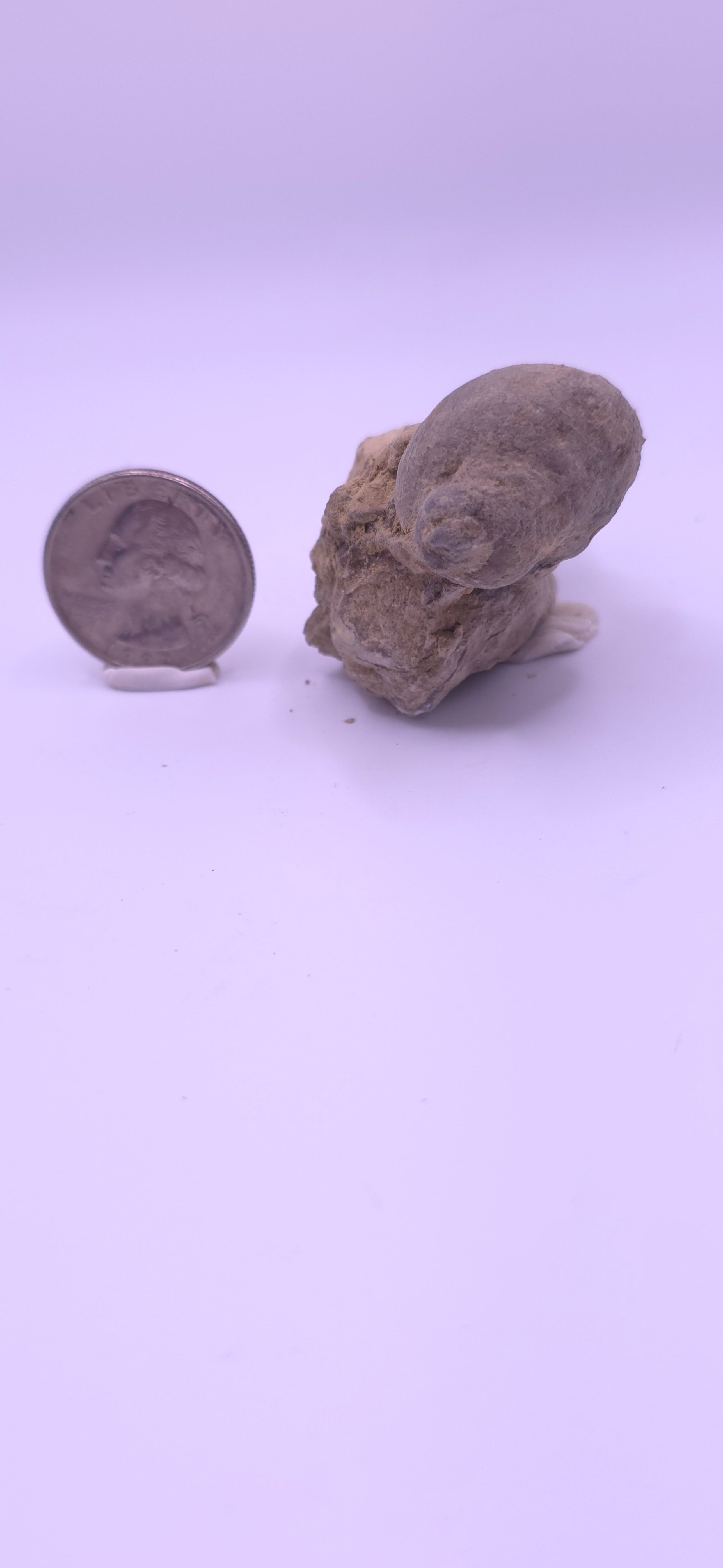 Devonian shell in matrix