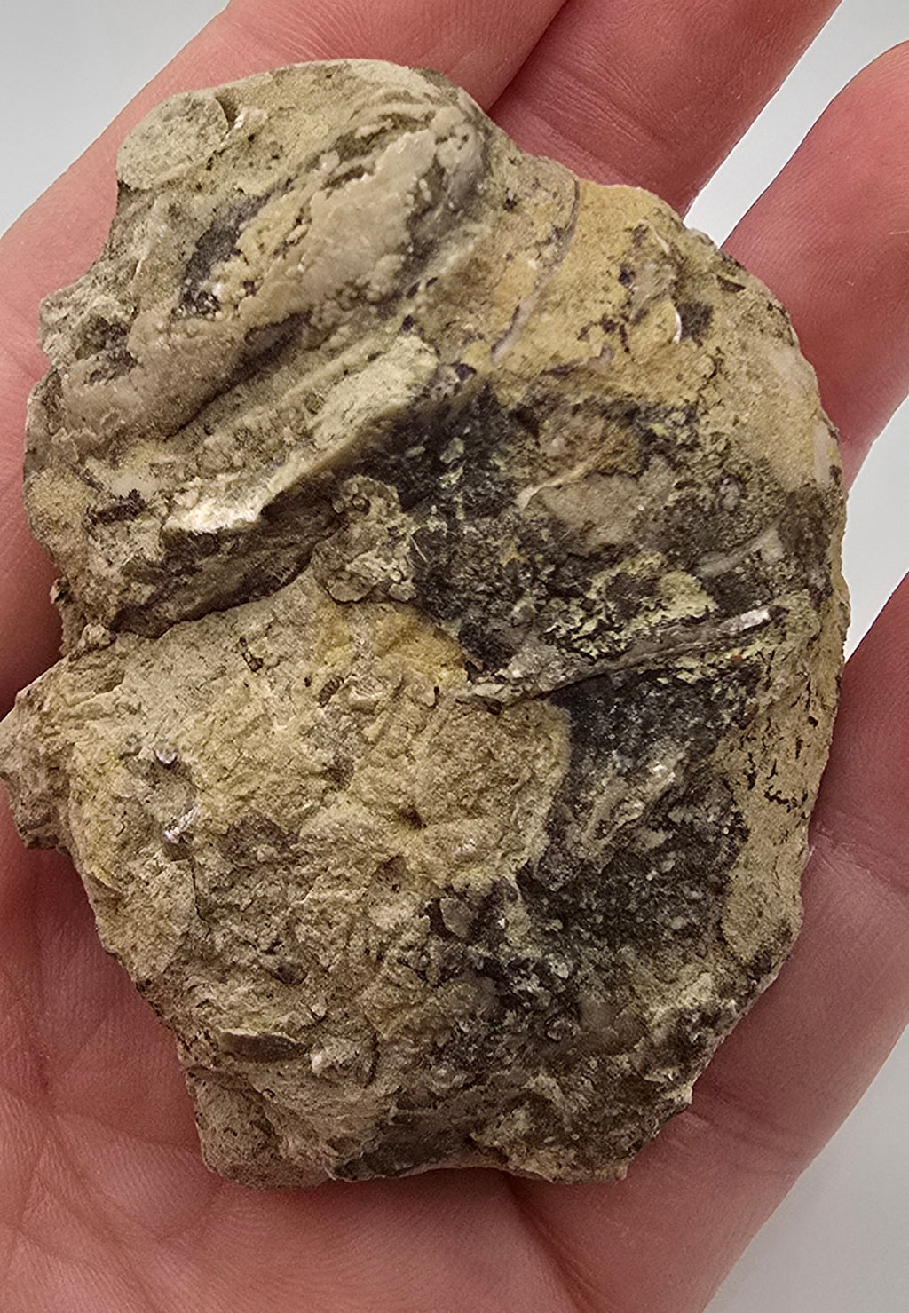 Devonian era gastropod