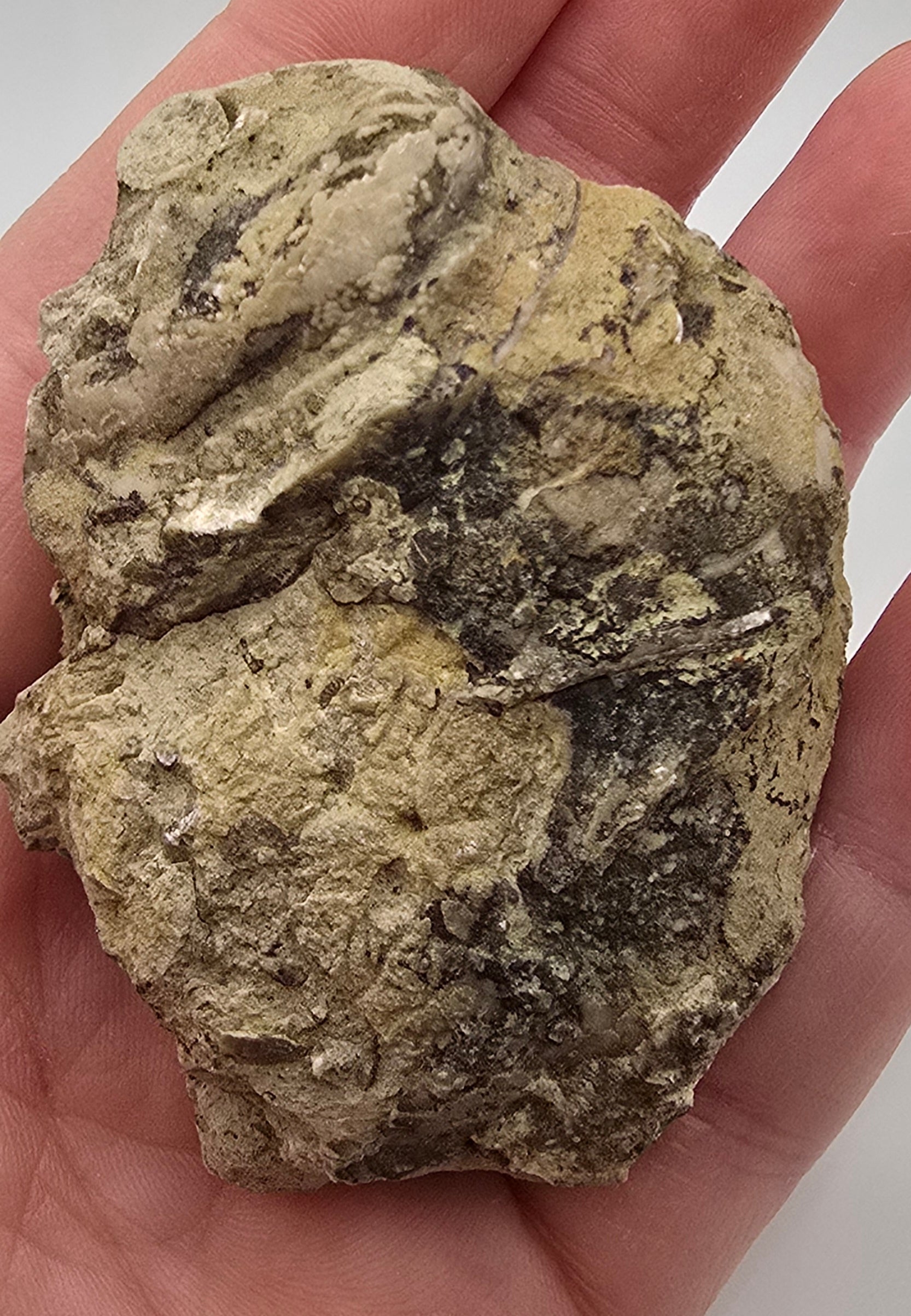 Devonian era gastropod