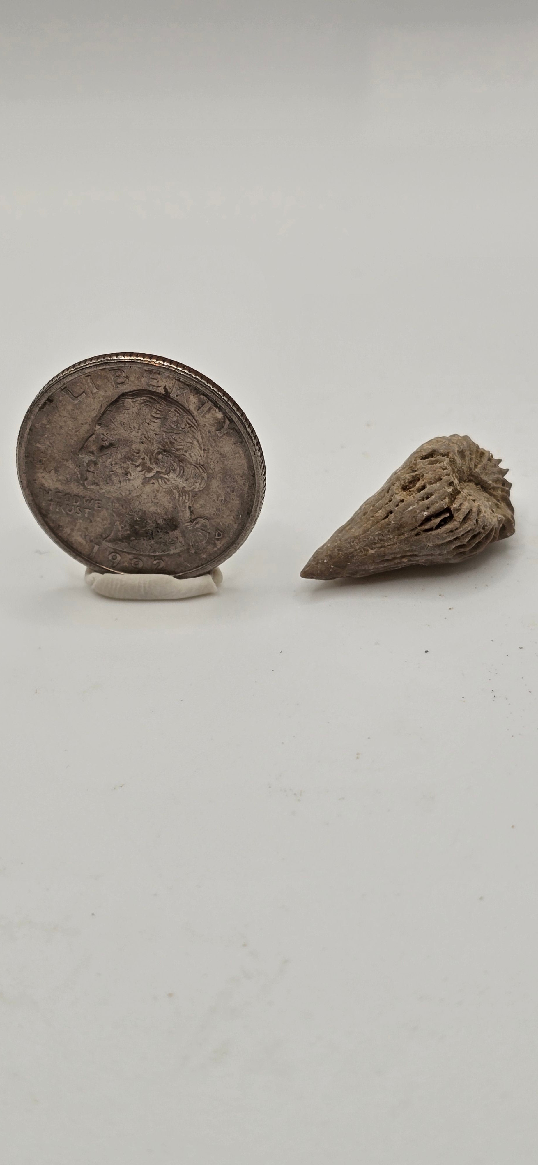 Fossilized horn coral