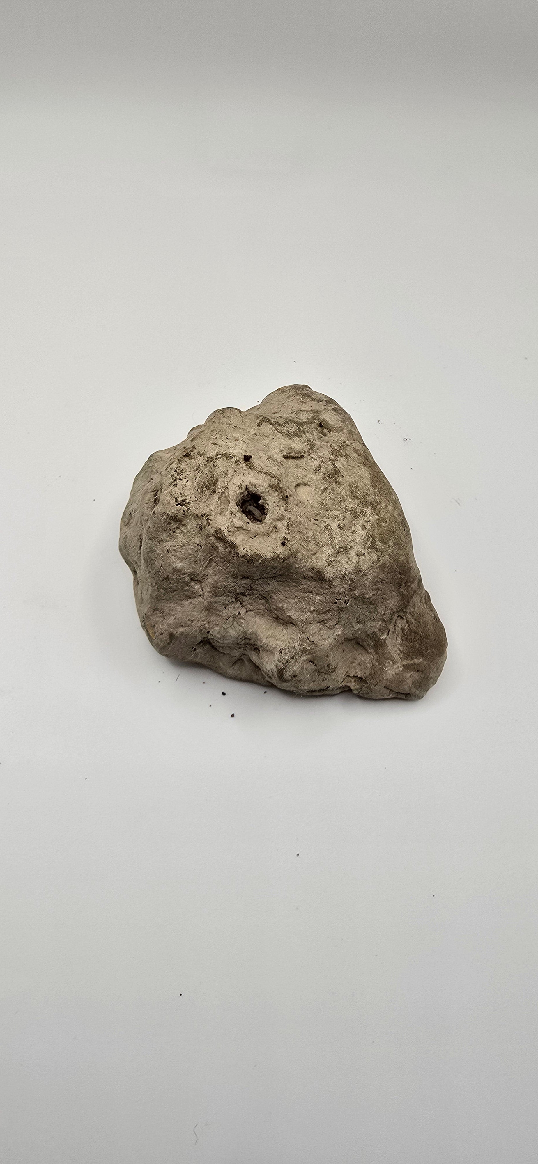 Fossilized root knot