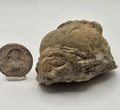 Devonian era gastropod