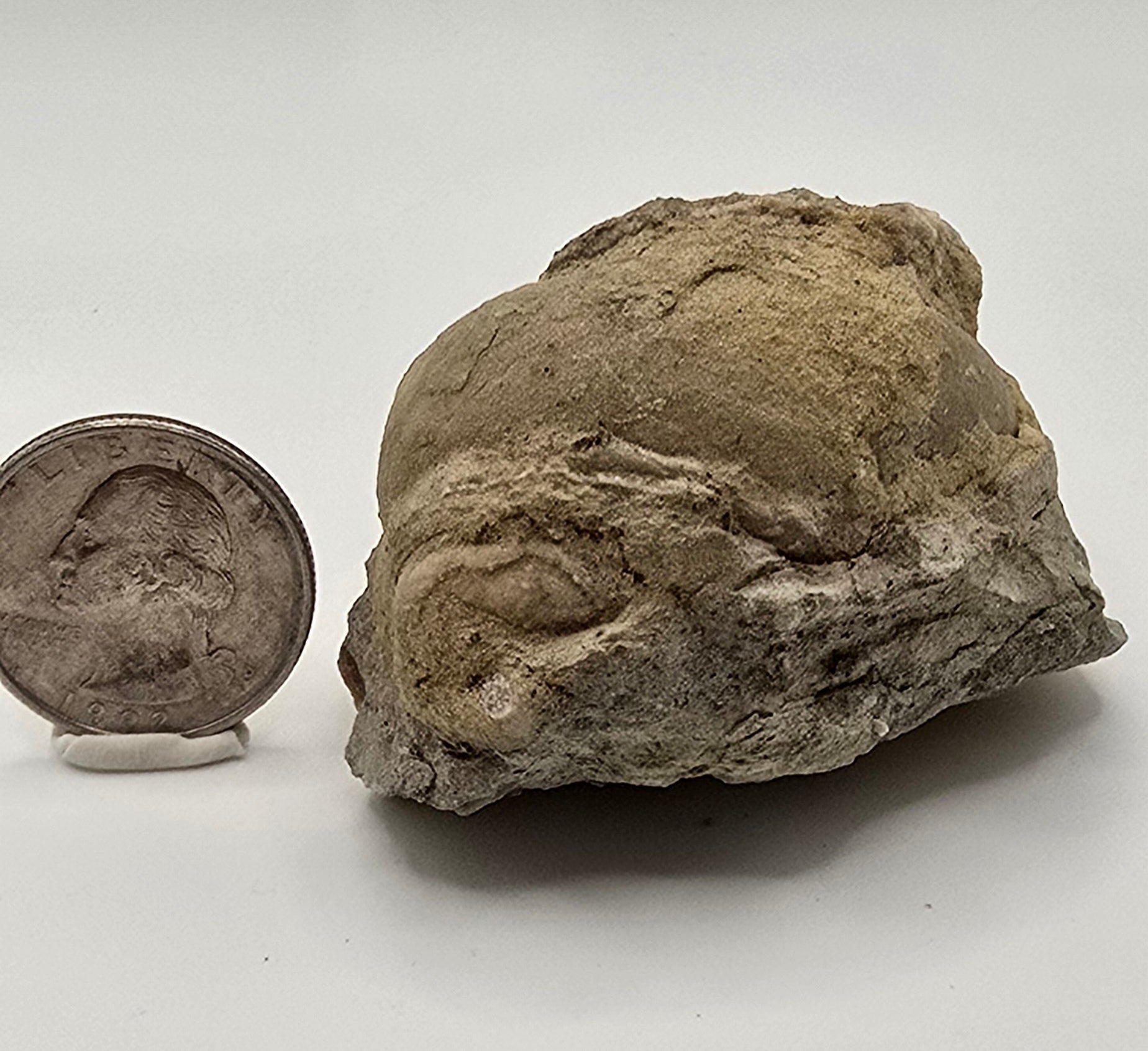 Devonian era gastropod