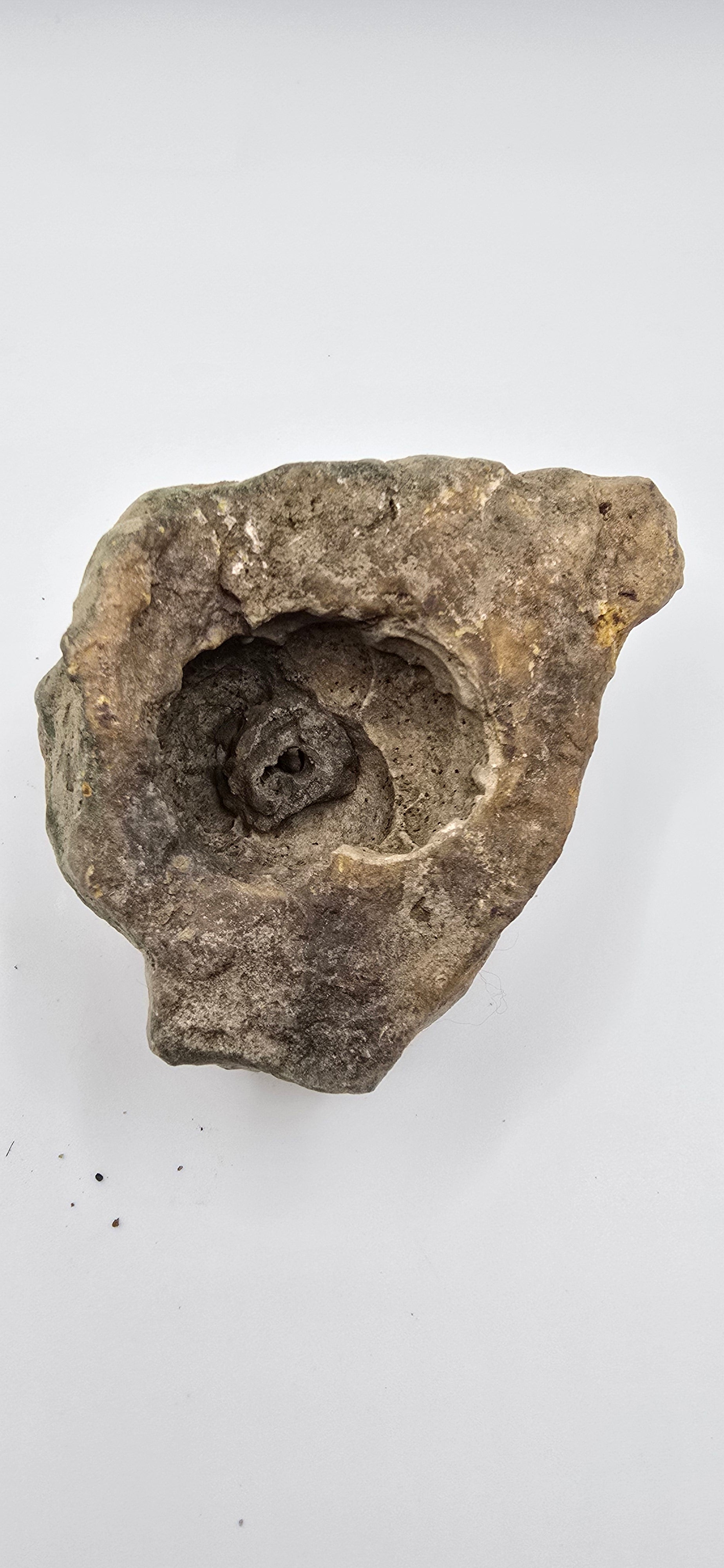Fossilized root knot