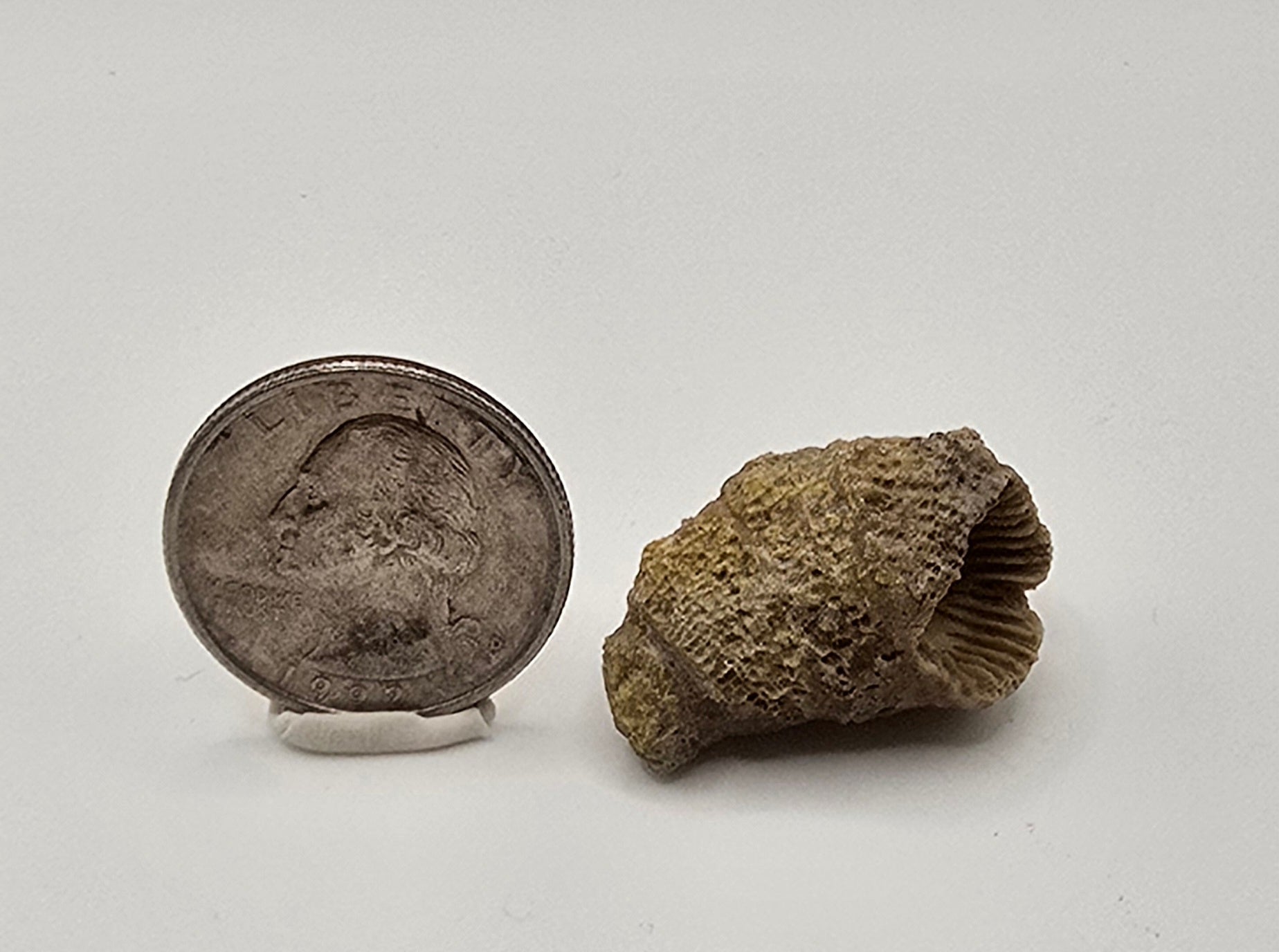 Fossilized horn coral
