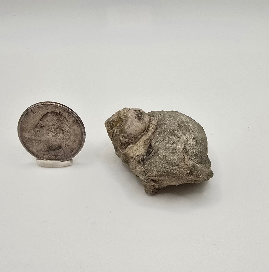 Devonian era gastropod