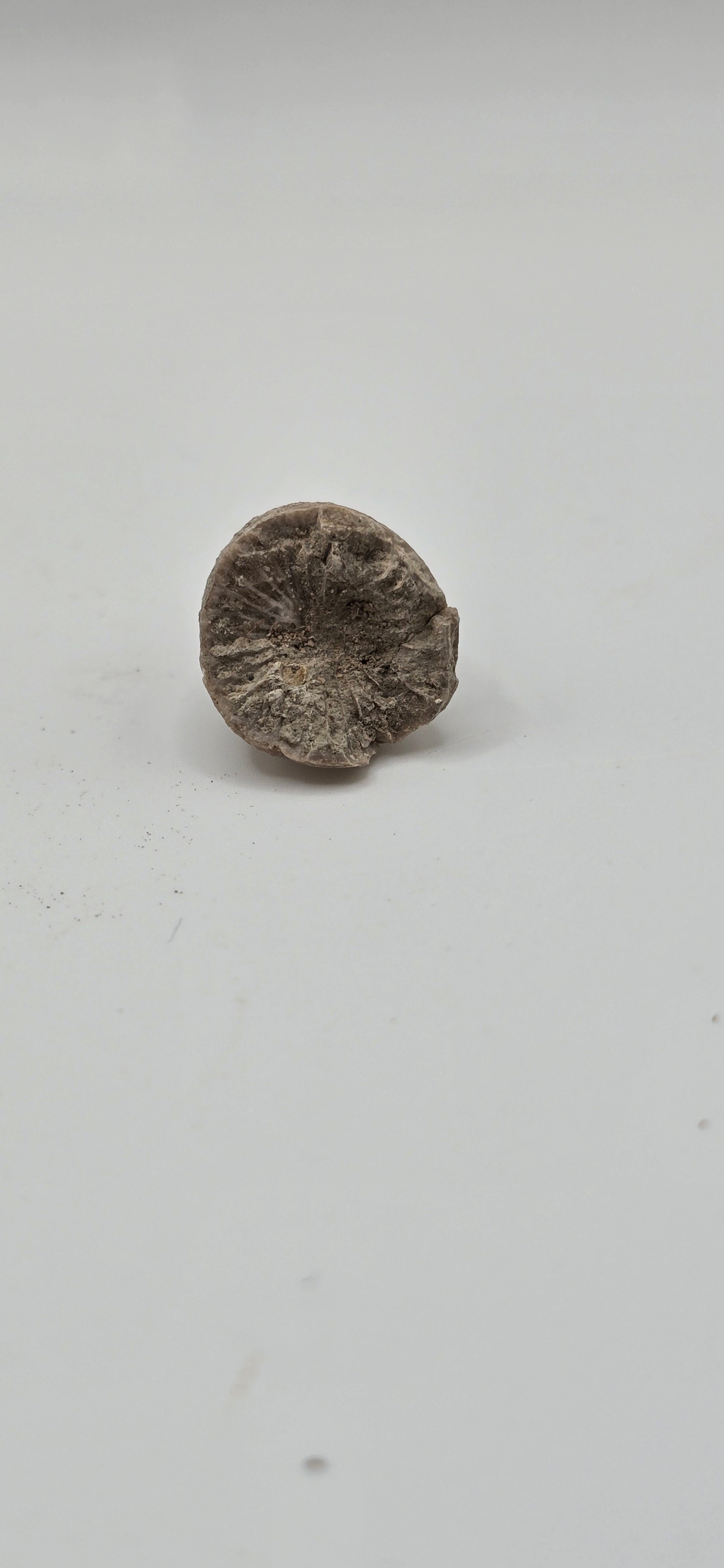 Fossilized horn coral