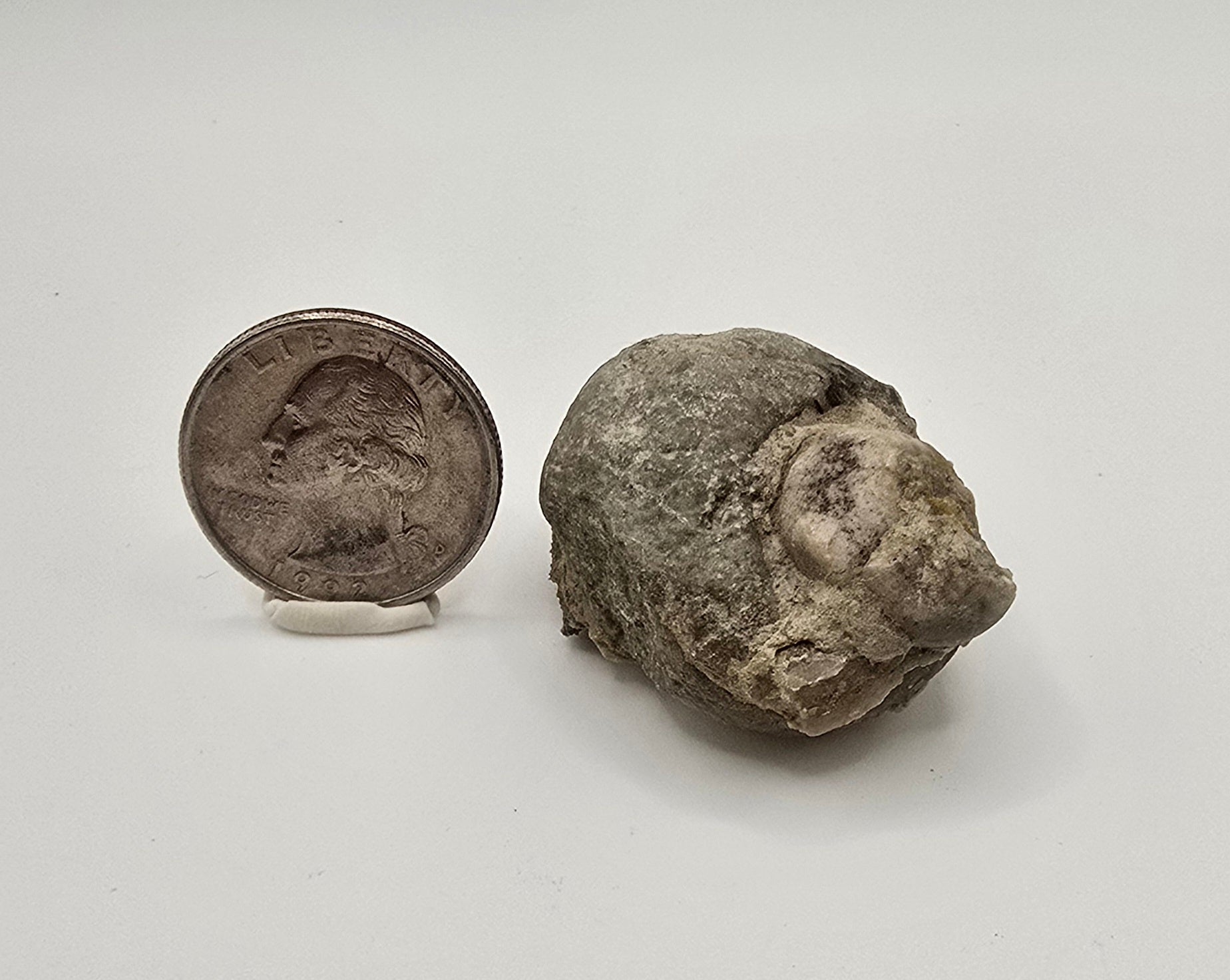Devonian era gastropod