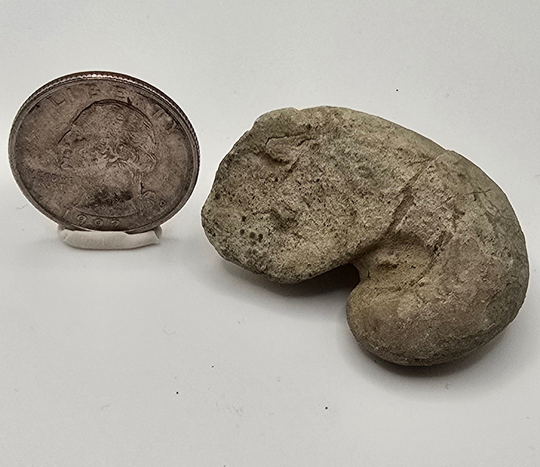 Devonian era gastropod
