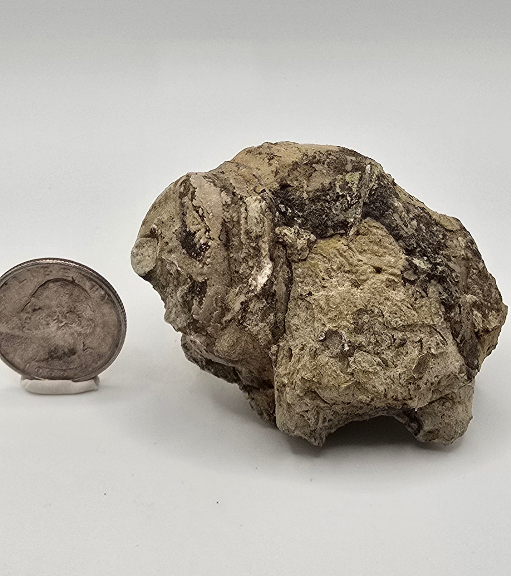 Devonian era gastropod