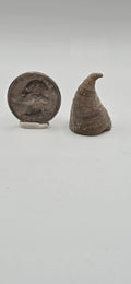 Horn coral