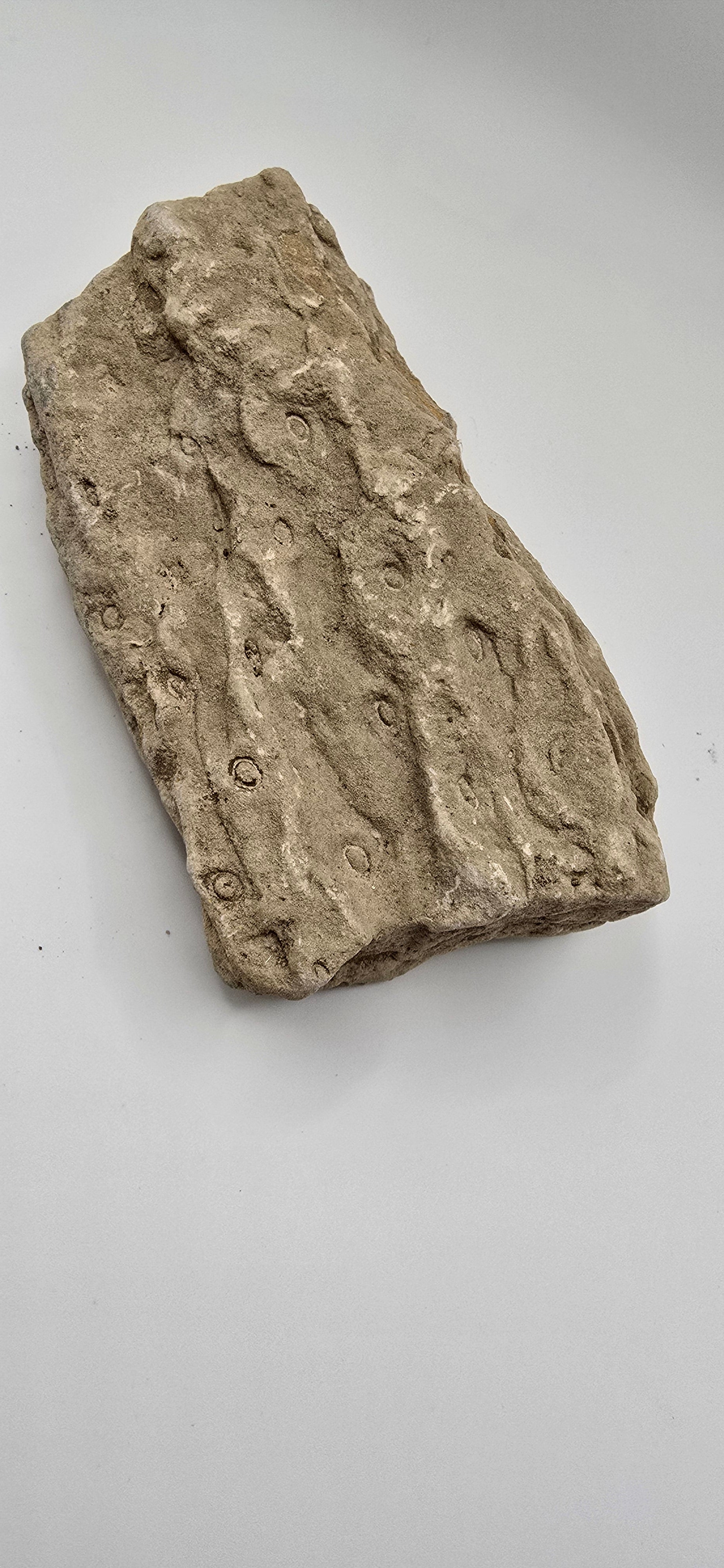 Fossilized lycopod root