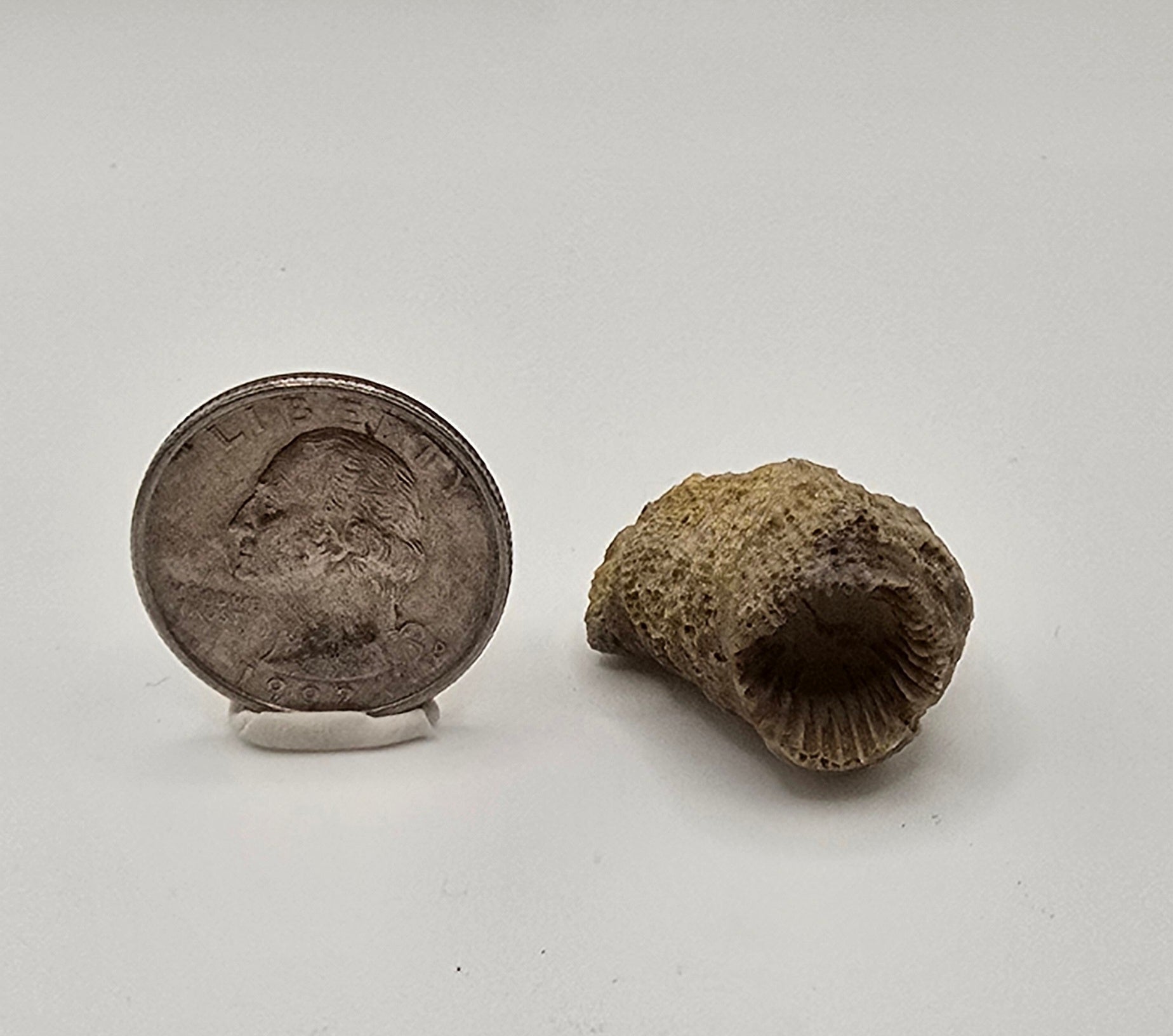 Fossilized horn coral