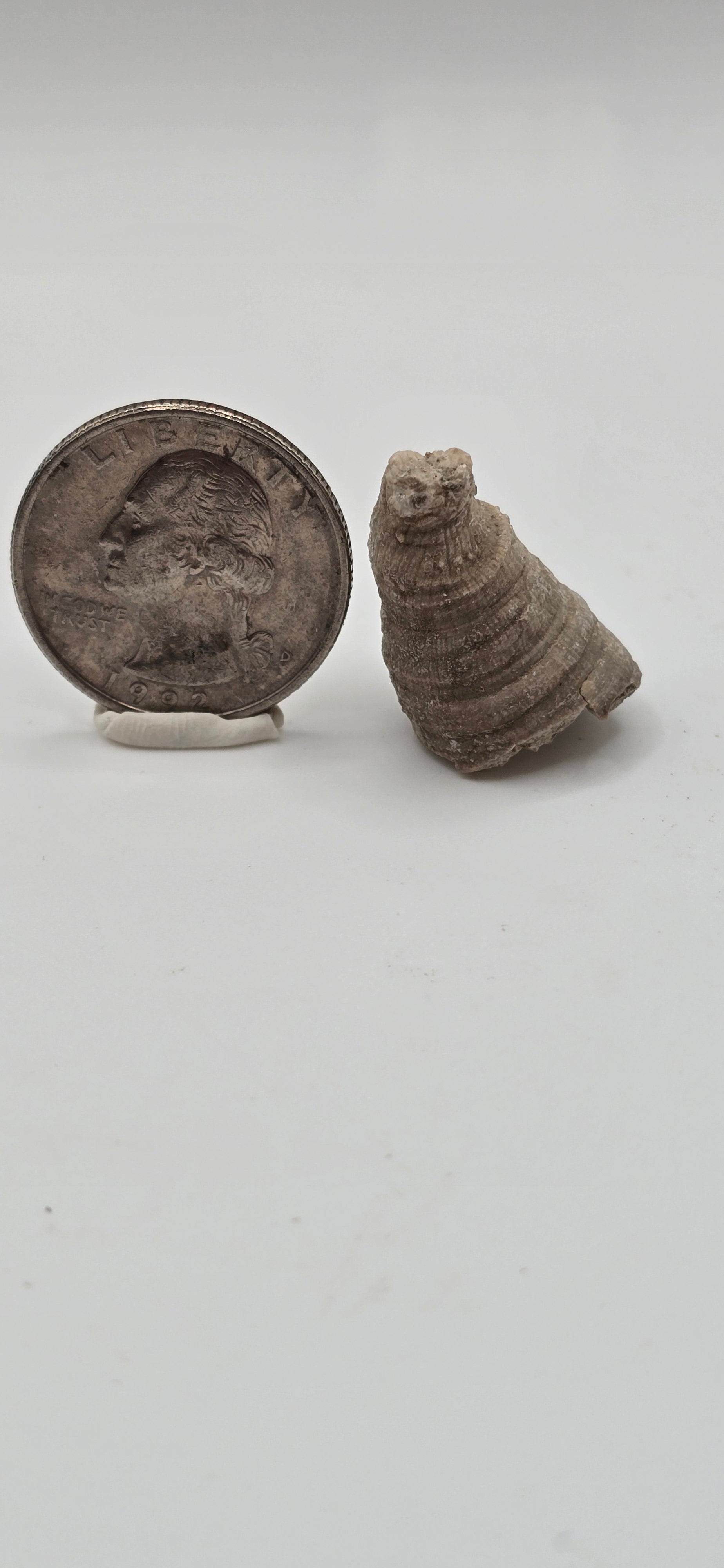 Fossilized horn coral