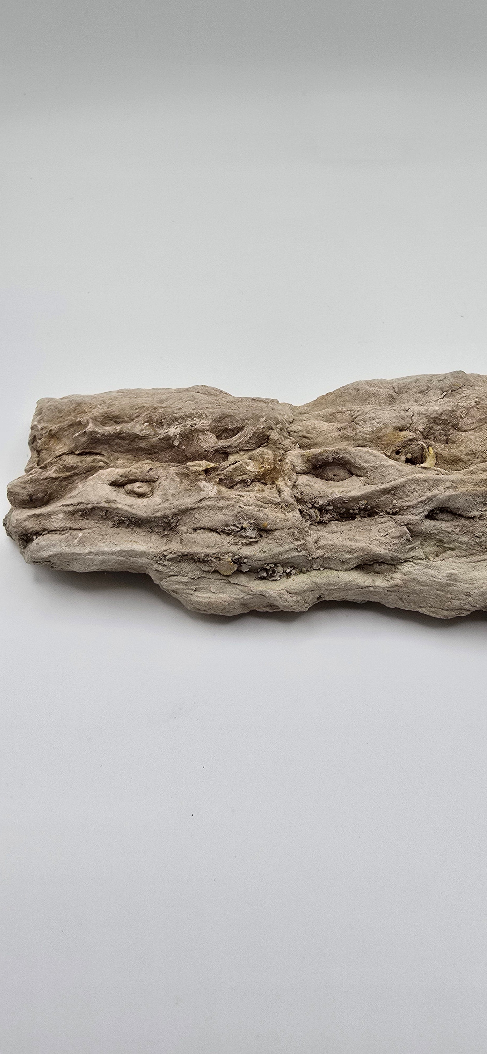 Fossilized lycopod root