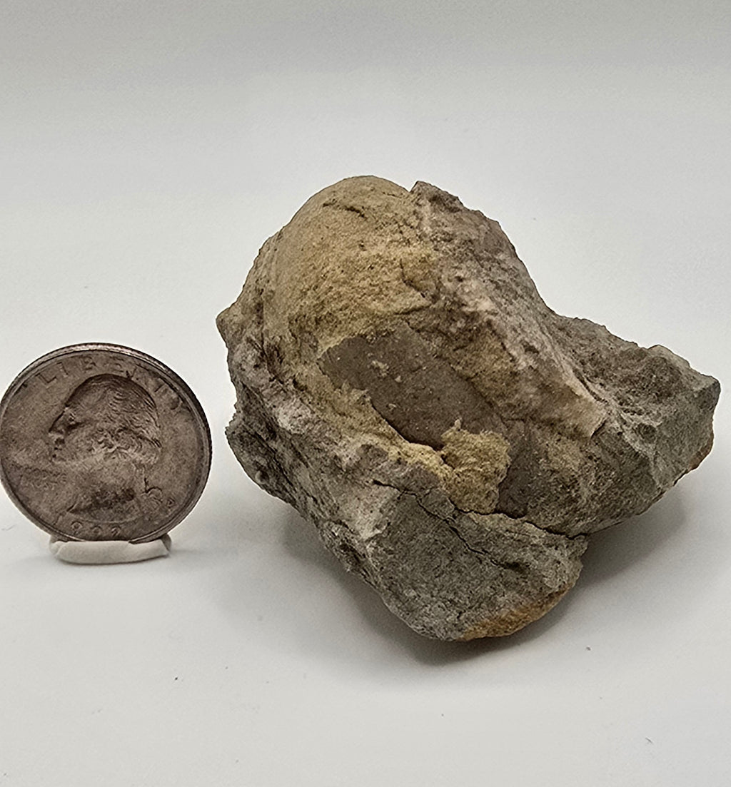 Devonian era gastropod