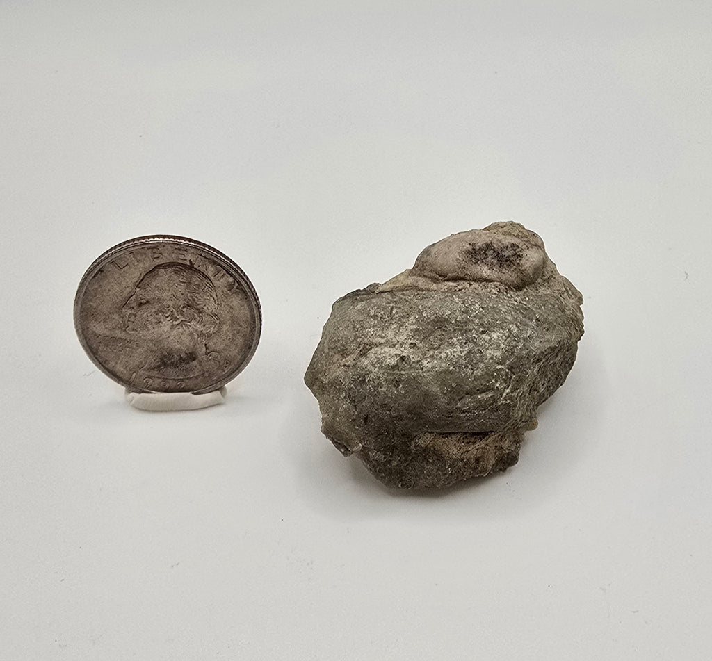 Devonian era gastropod
