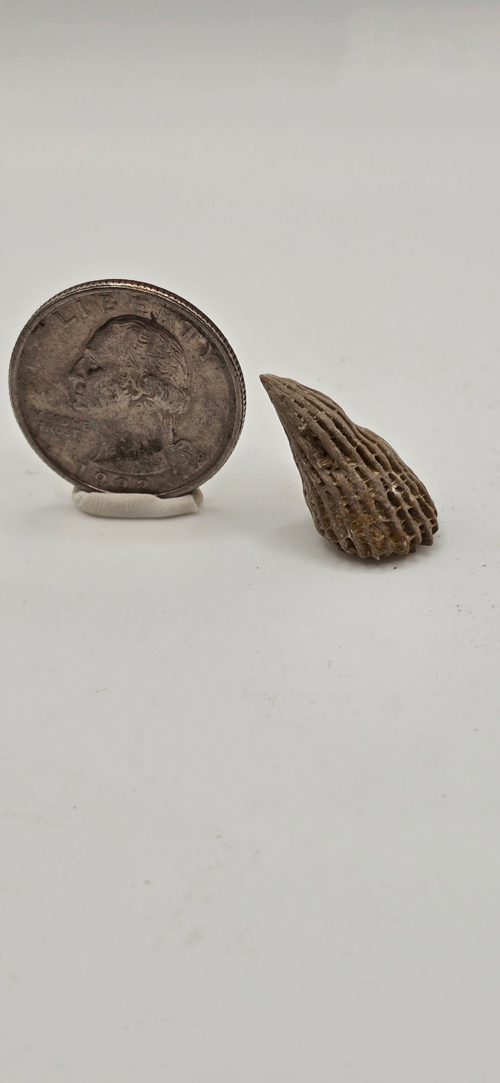 Fossilized horn coral