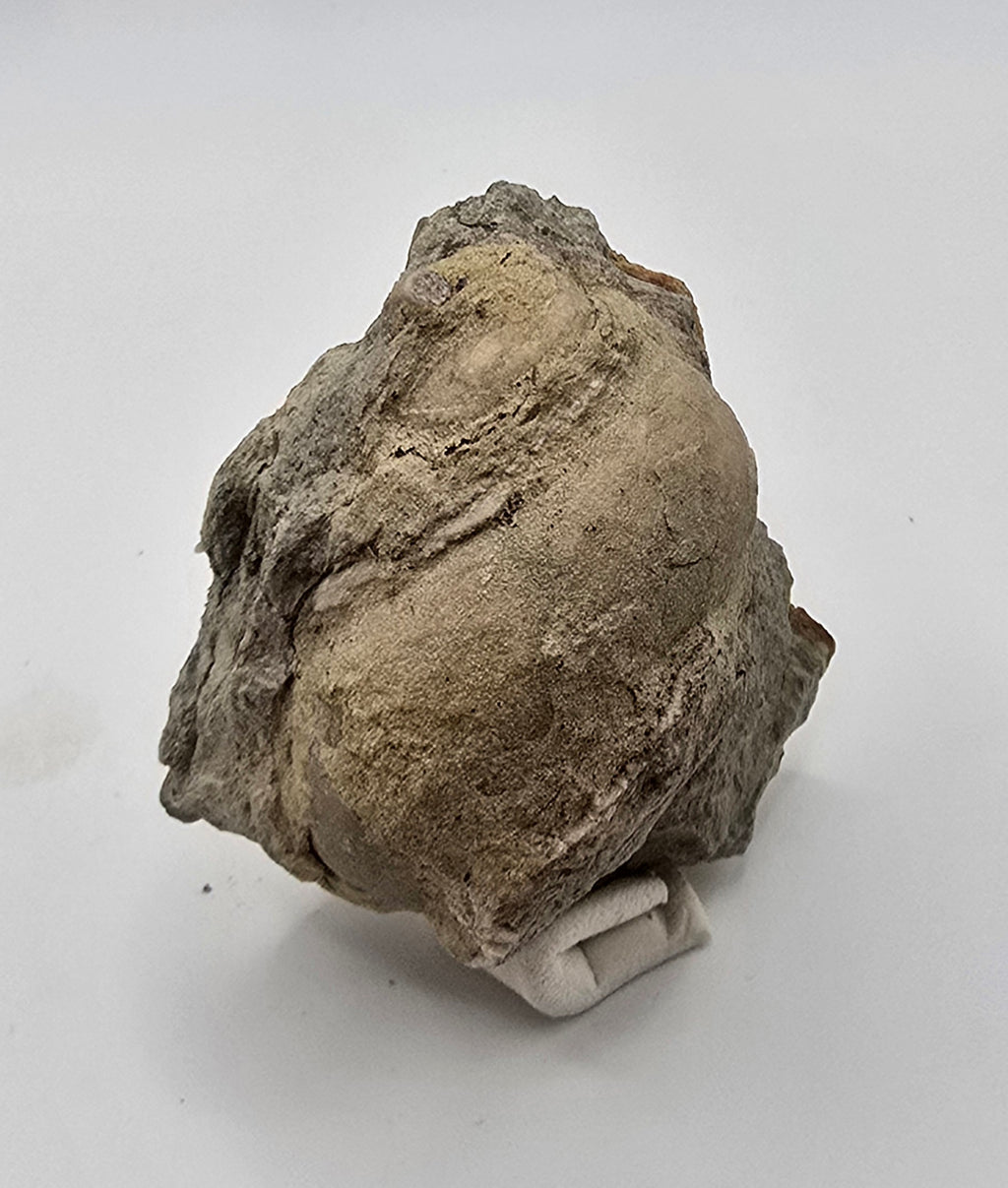 Devonian era gastropod