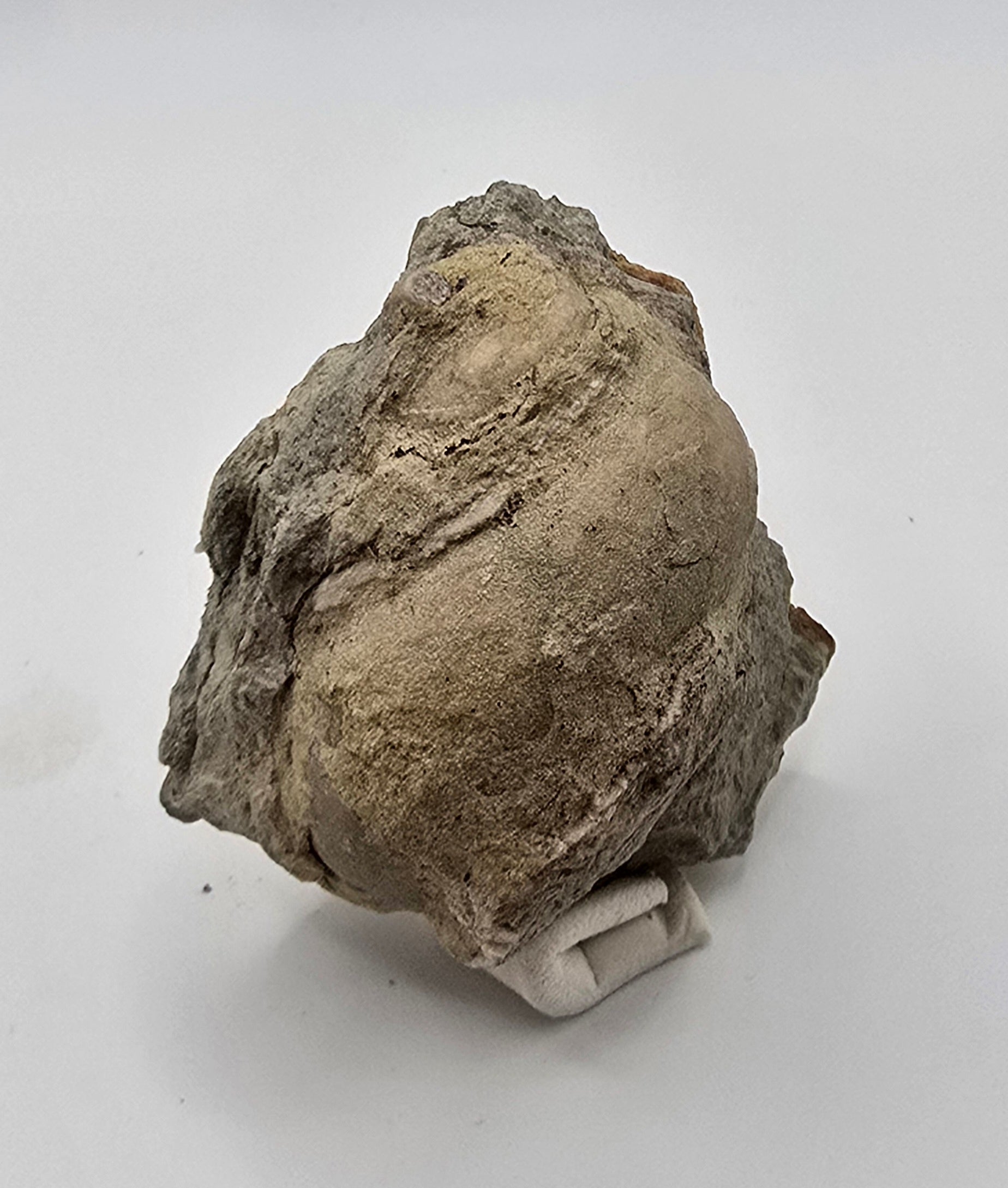 Devonian era gastropod