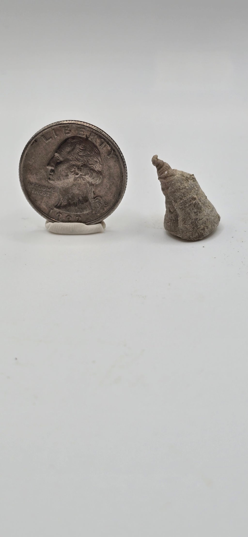 Fossilized horn coral