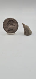 Fossilized horn coral