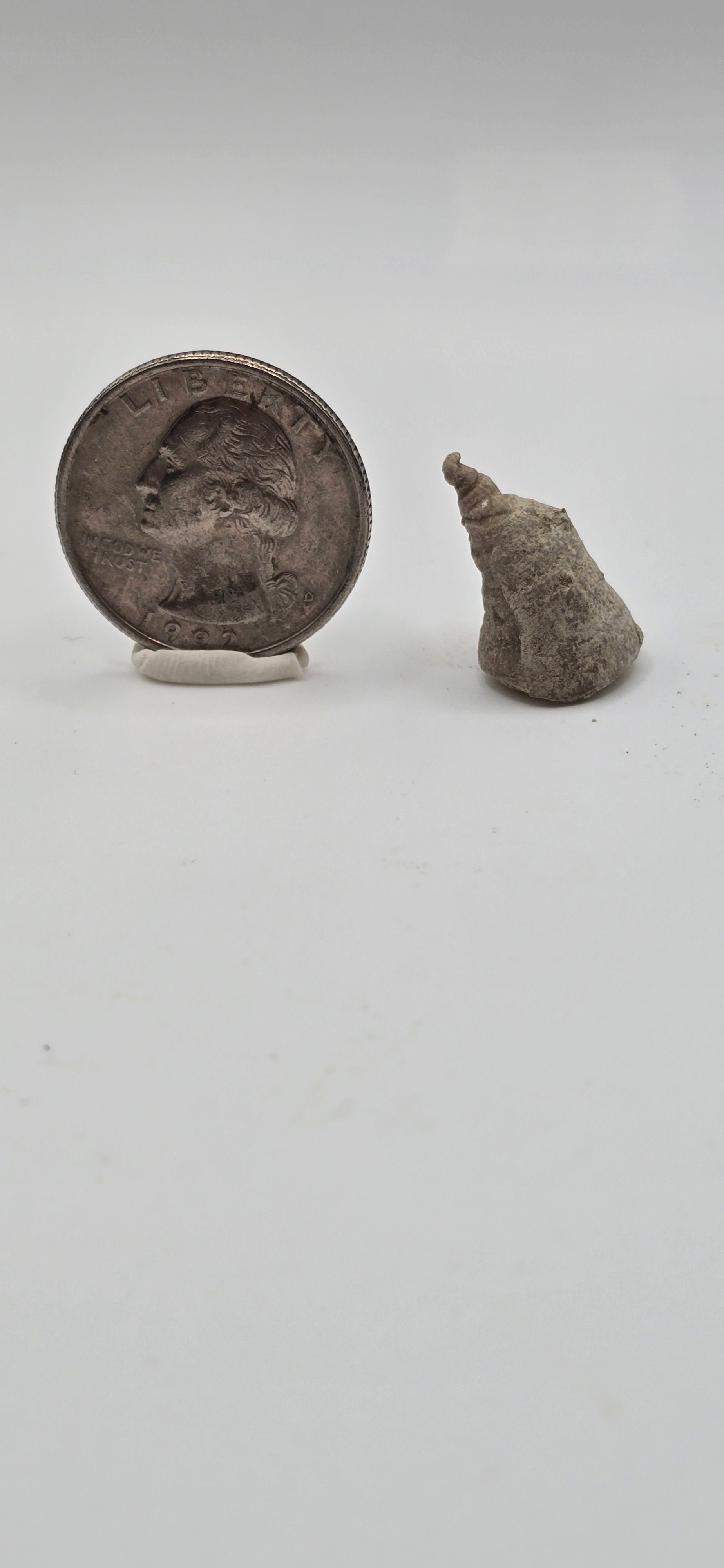 Fossilized horn coral