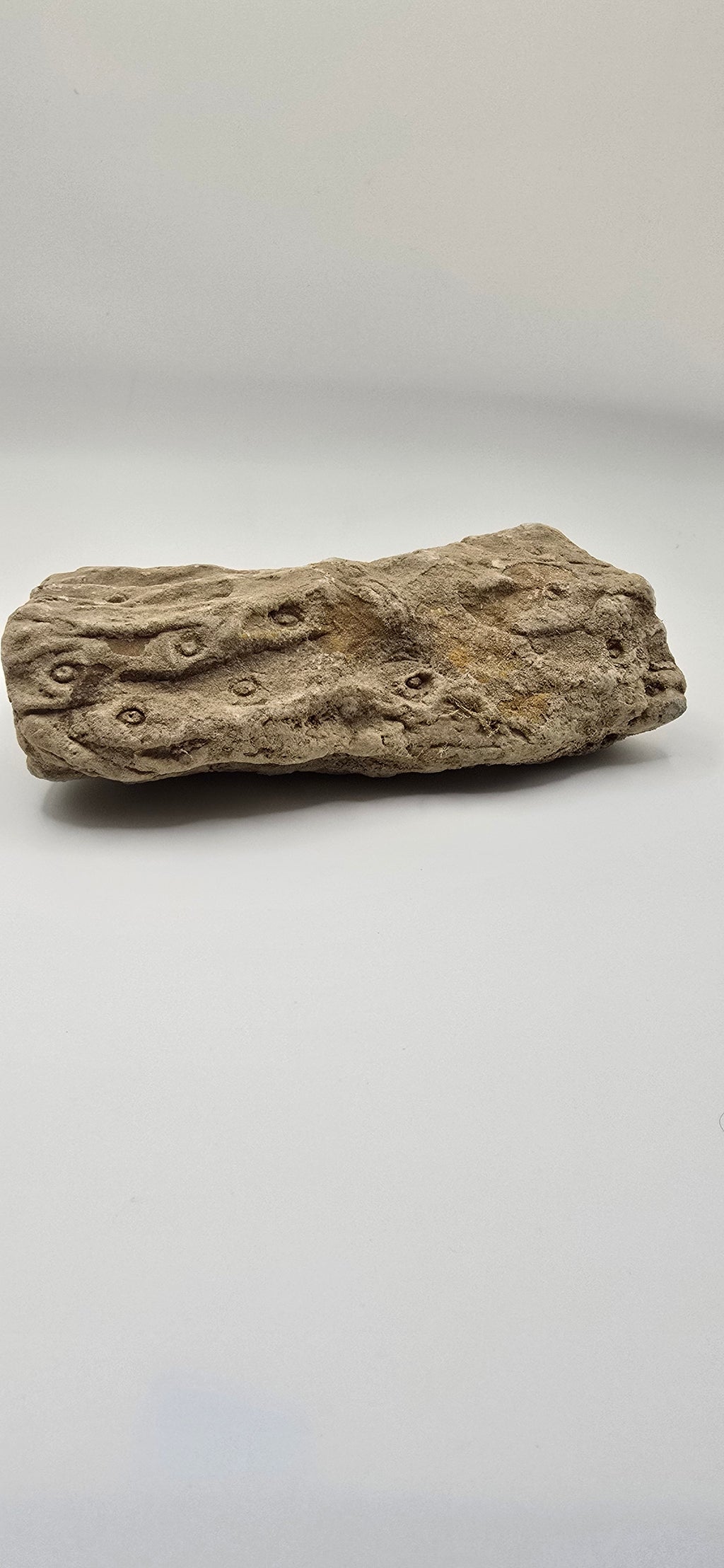 Fossilized lycopod root