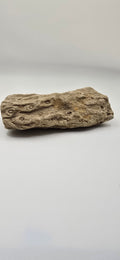 Fossilized lycopod root