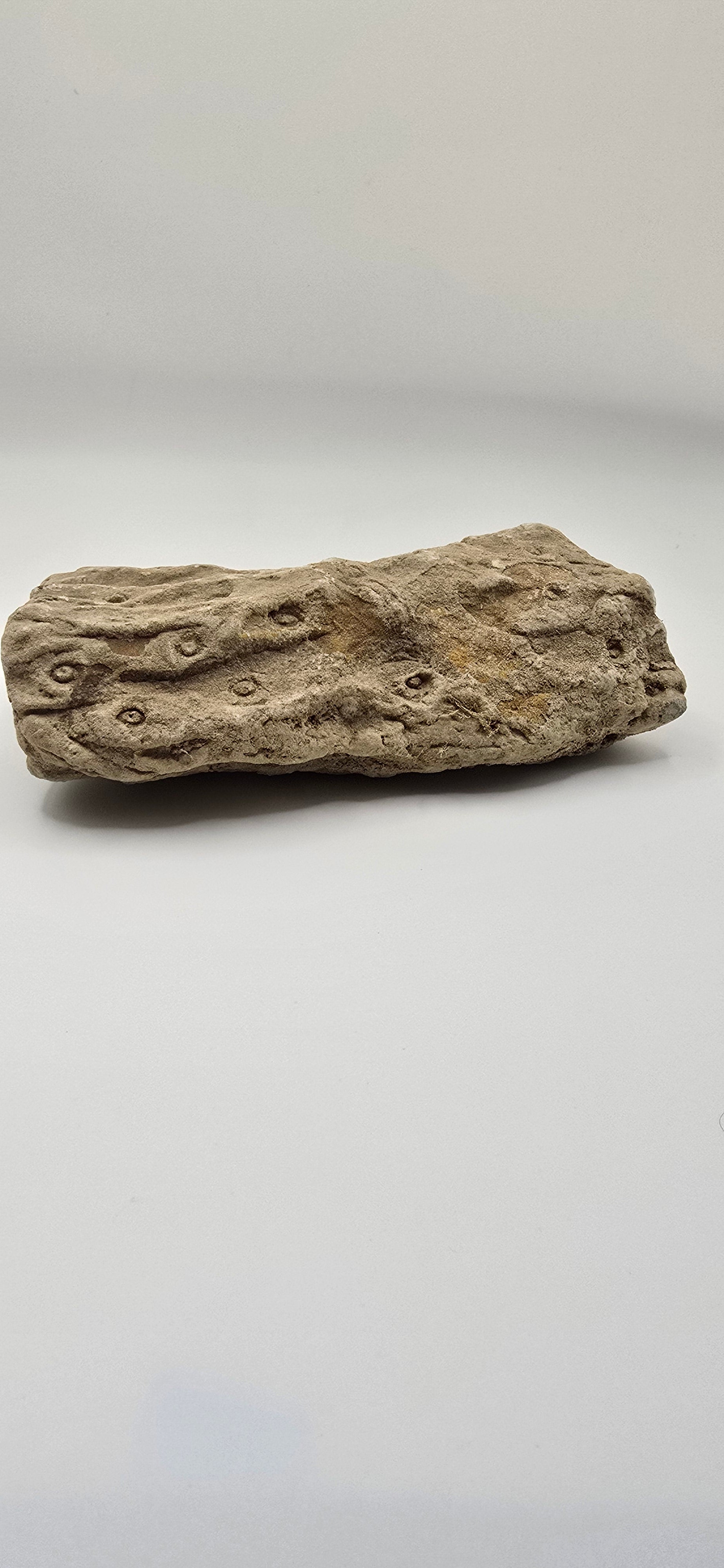 Fossilized lycopod root