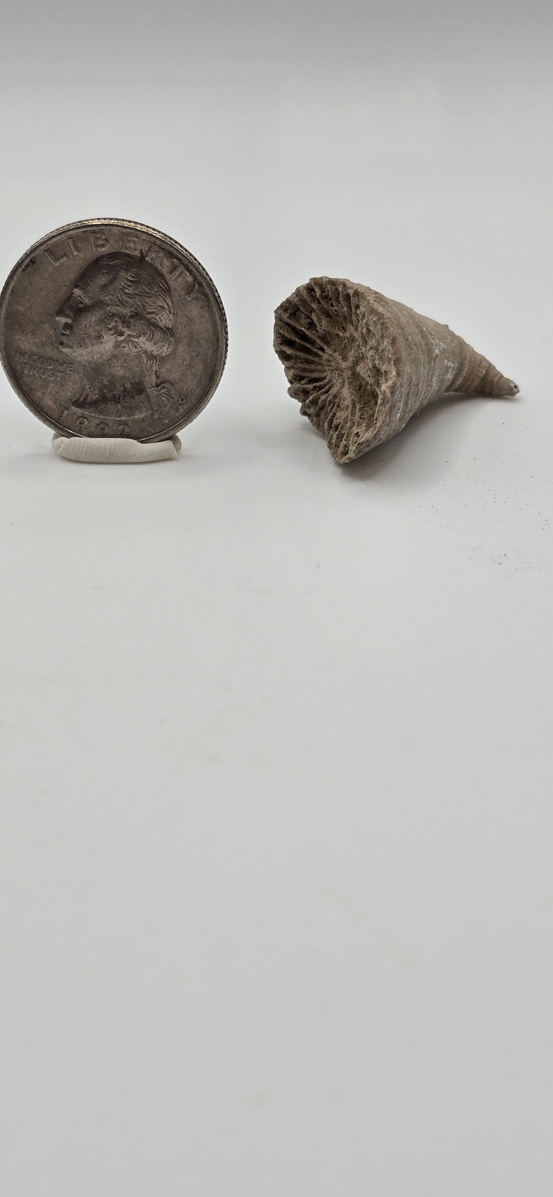 Horn coral