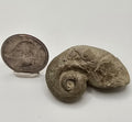 Devonian era gastropod