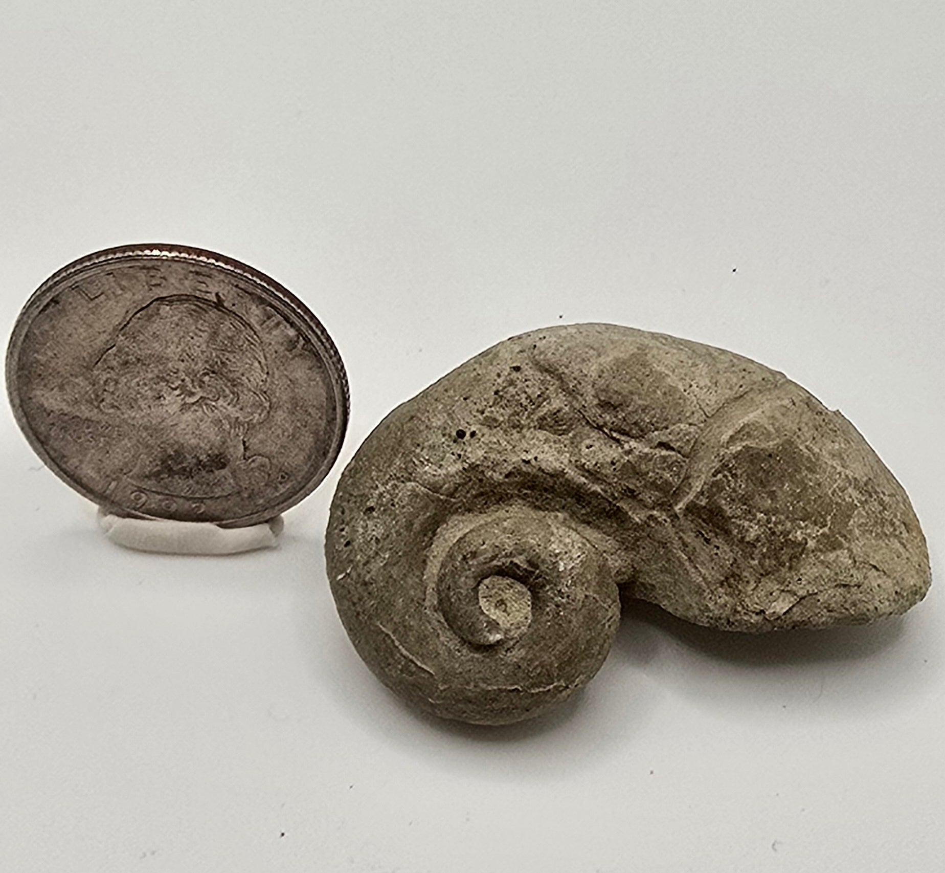 Devonian era gastropod