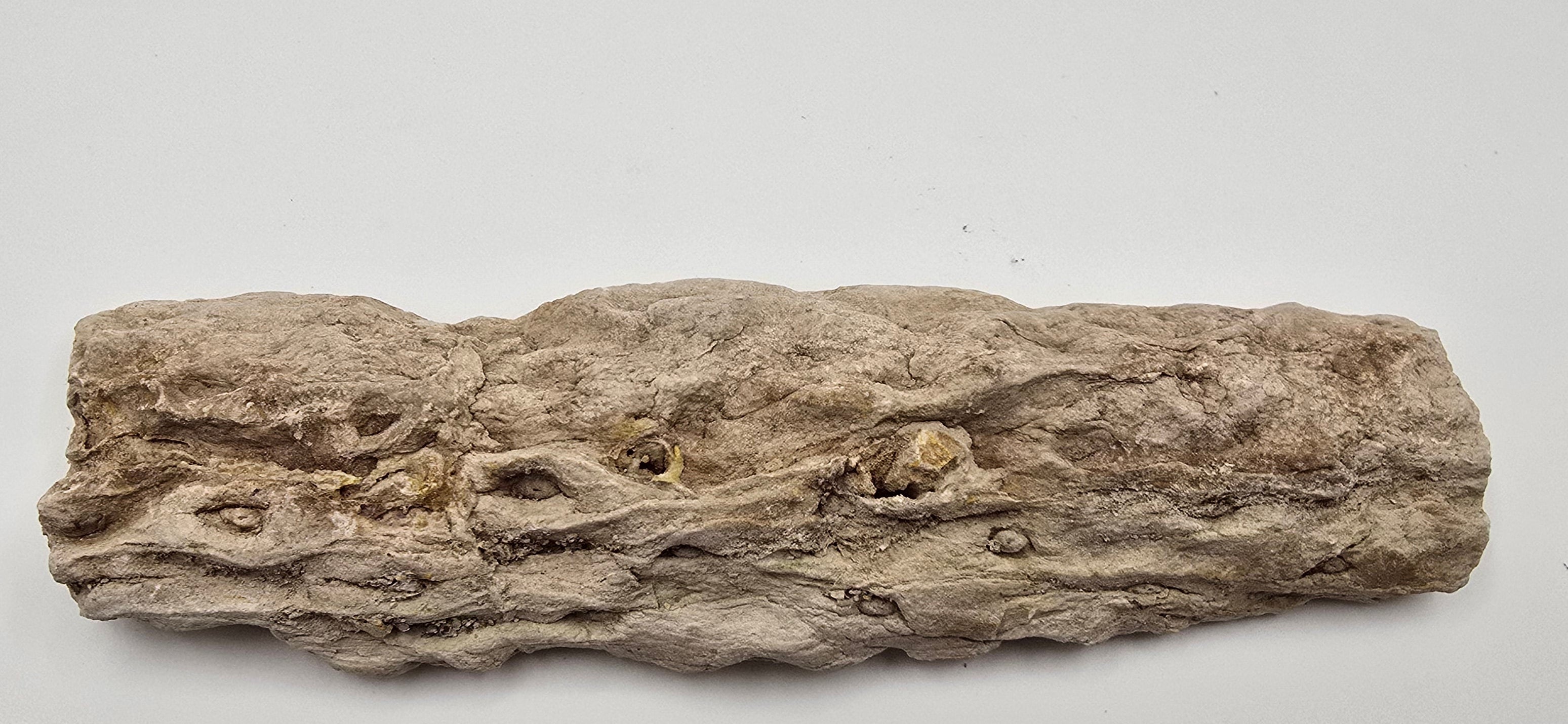 Fossilized lycopod root