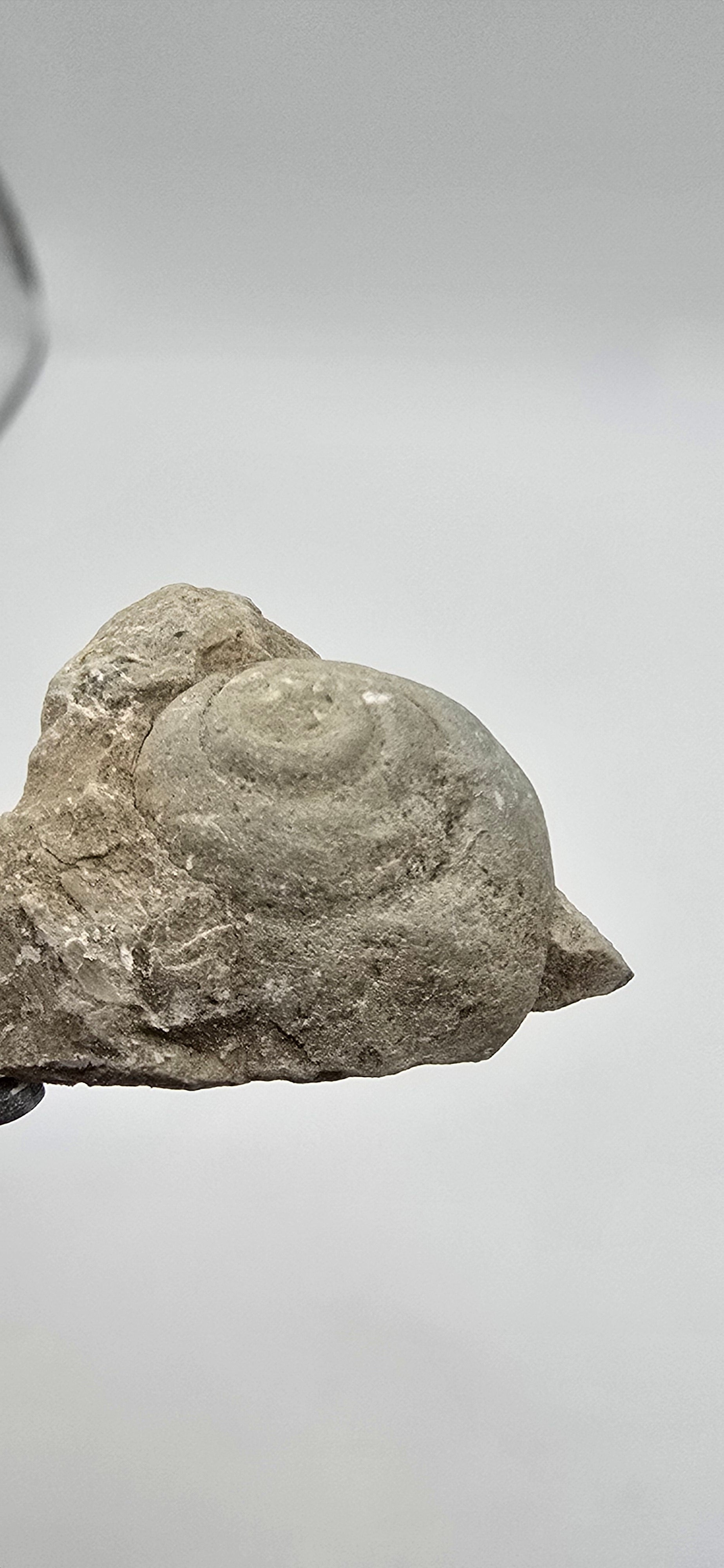 Fossilized devonian gastropod