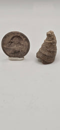 Fossilized horn coral