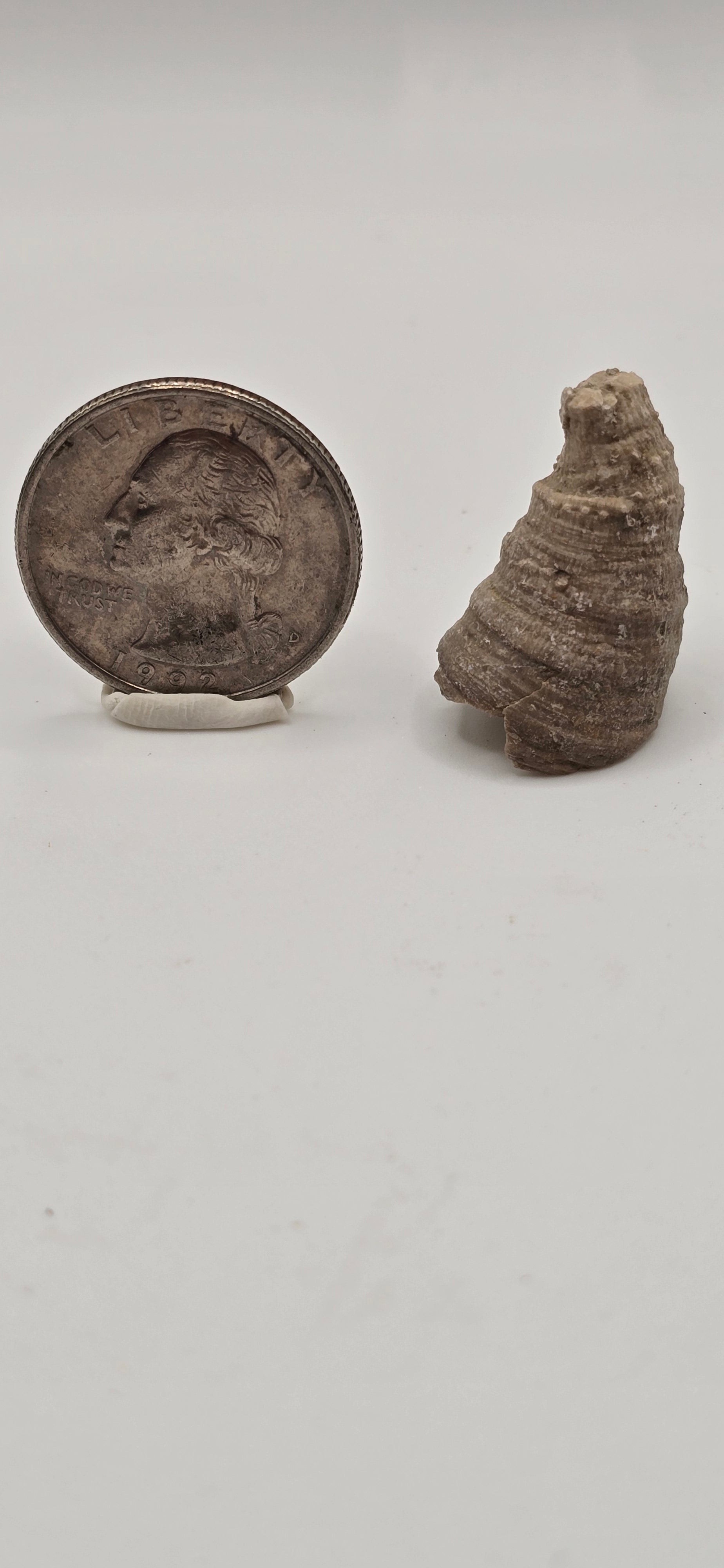 Fossilized horn coral